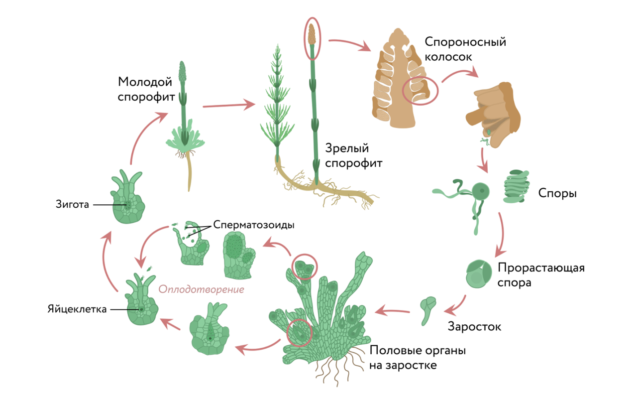 Спороносный колосок набор. Цикл развития хвоща полевого. Схема развития хвоща. Цикл развития хвоща схема. Размножение хвоща полевого схема.