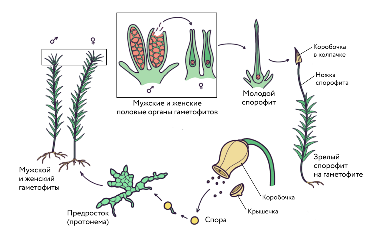 Схема цикла развития моховидных