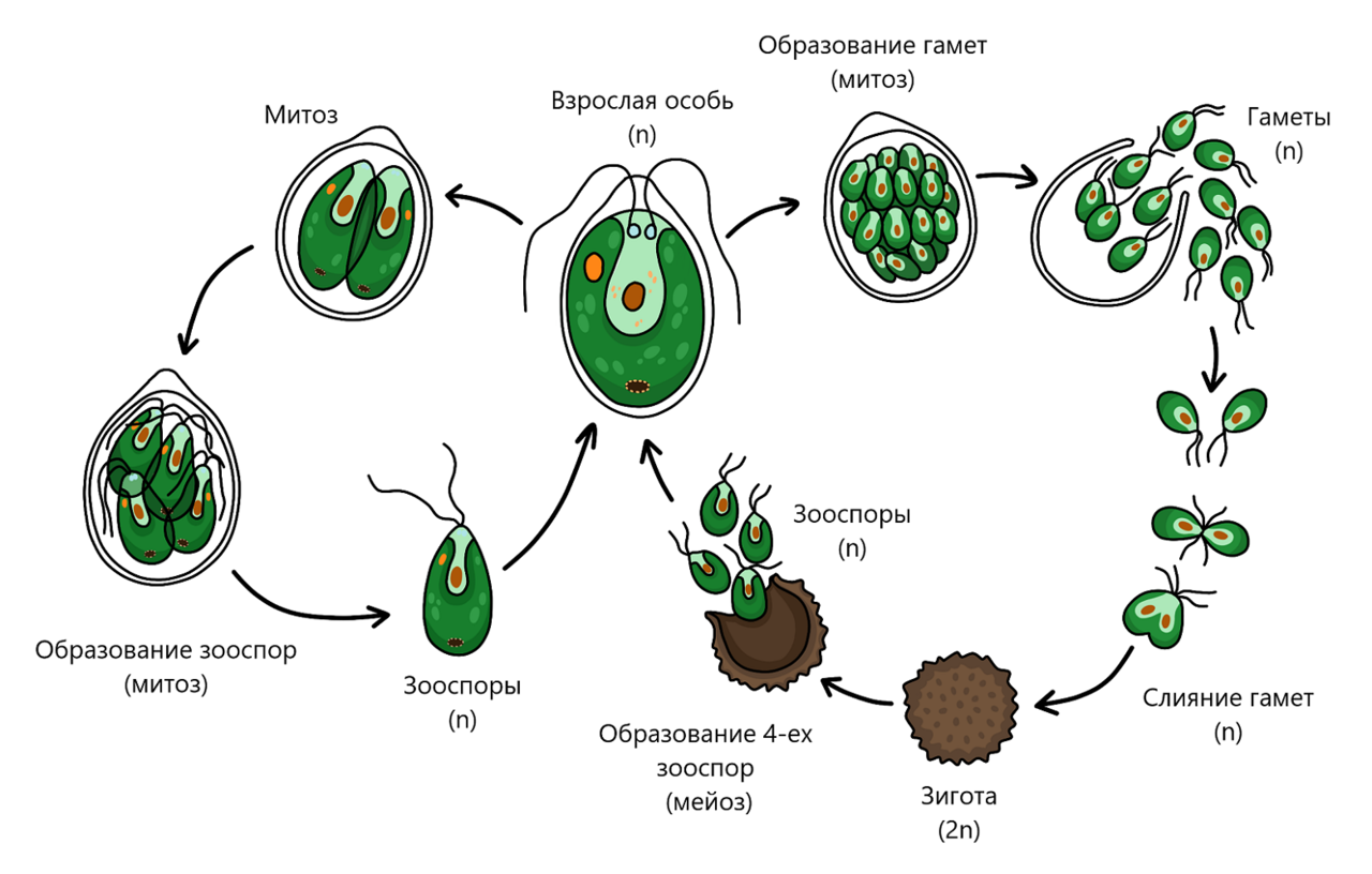 Образование зиготы увеличение количества клеток образование гамет. Размножение и жизненный цикл хламидомонады. Цикл развития хламидомонады схема. Жизненный цикл хламидомонады ЕГЭ. Цикл развития водоросли хламидомонады.