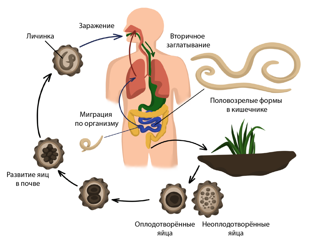 Типы развития человеческой аскариды. Жизненный цикл острицы и аскариды. Миграция личинок аскариды в организме человека схема. Цикл развития острицы. Жизненный цикл аскариды человеческой.